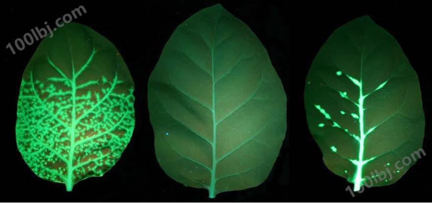 植物叶片在LUYOR-3420激发光源照射下GFP发出绿色荧光